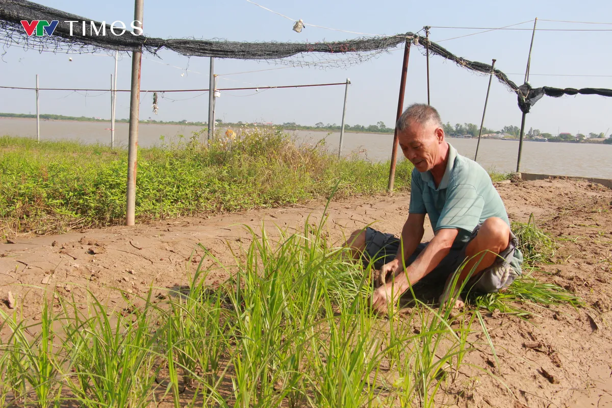 Ninh Bình: Nông dân trồng hoa gượng dậy sau bão lũ - Ảnh 3.