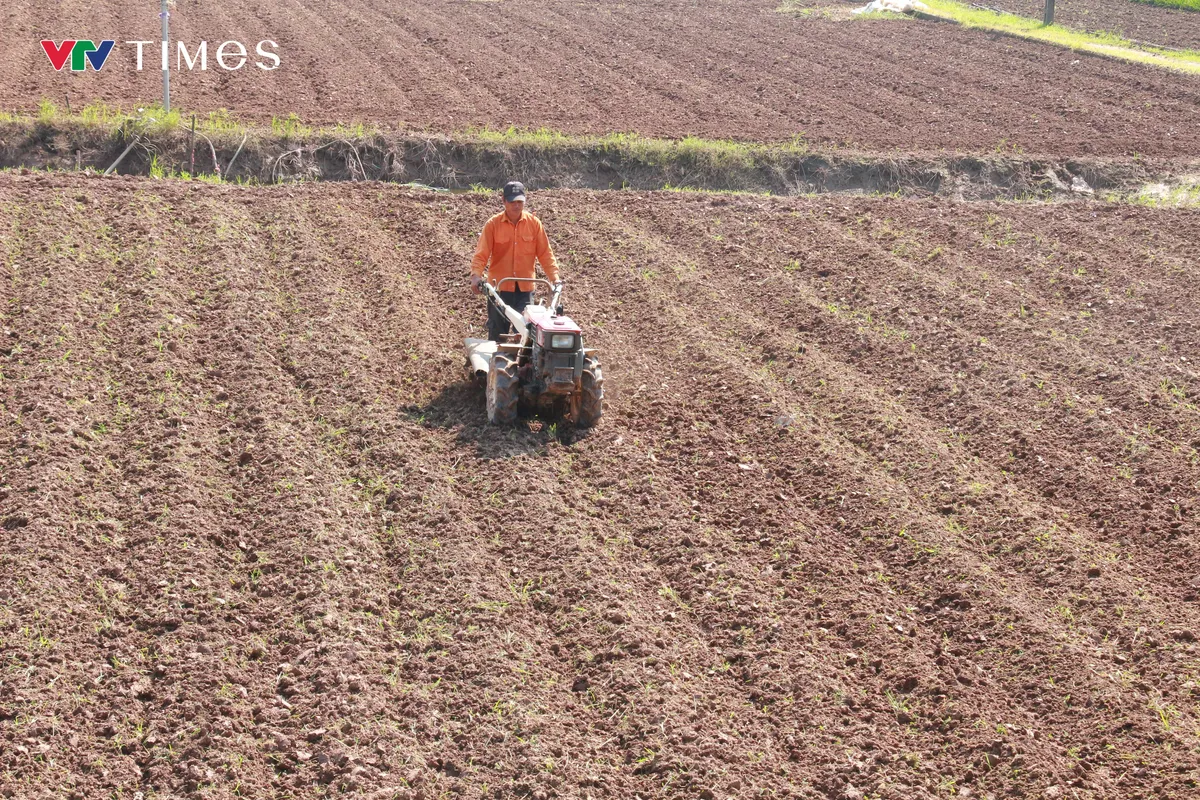 Ninh Bình: Nông dân trồng hoa gượng dậy sau bão lũ - Ảnh 5.