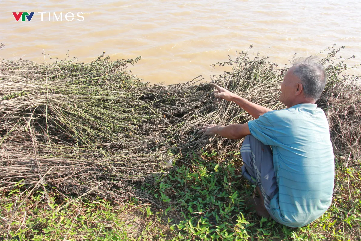 Ninh Bình: Nông dân trồng hoa gượng dậy sau bão lũ - Ảnh 2.