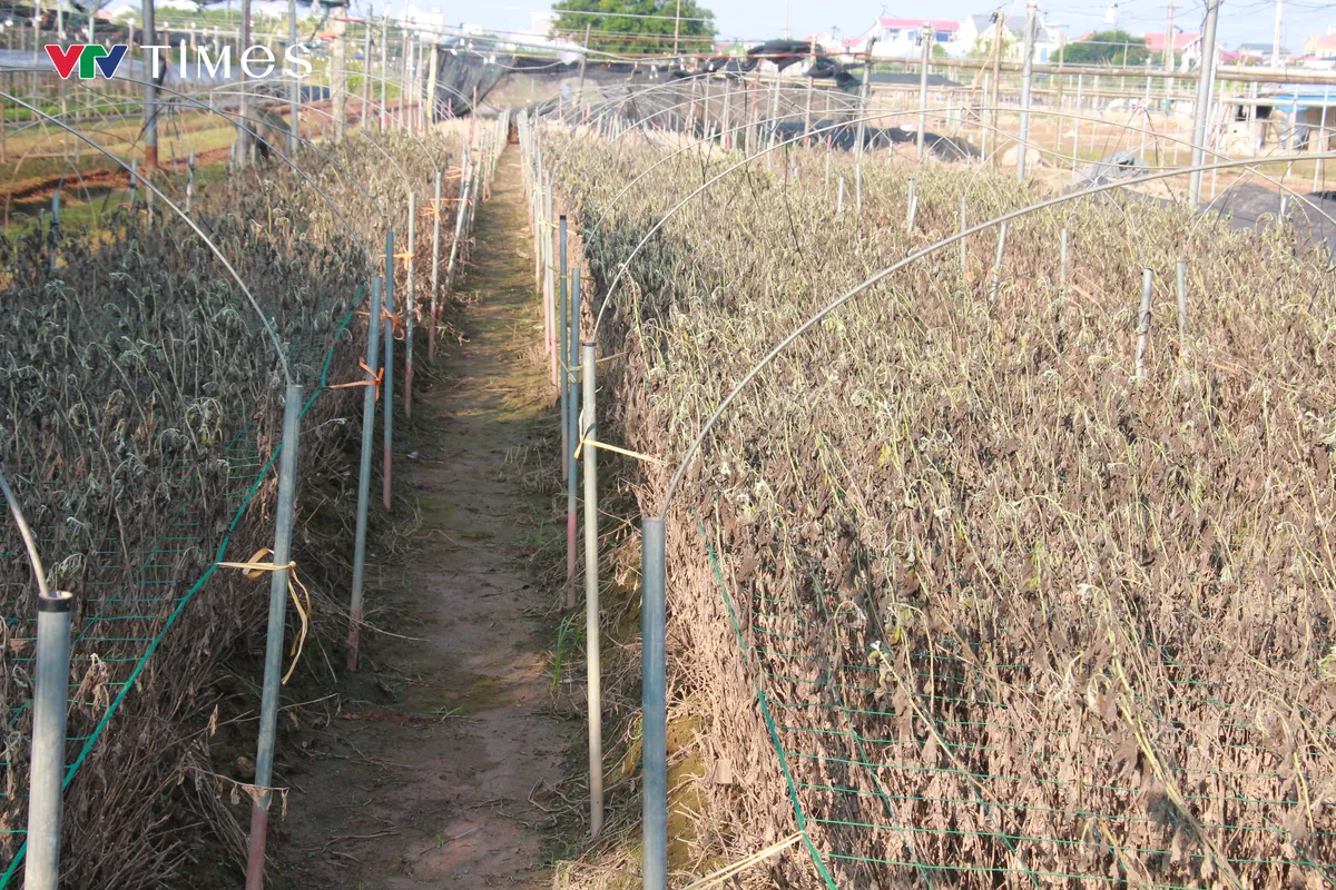 Ninh Bình: Nông dân trồng hoa gượng dậy sau bão lũ - Ảnh 1.