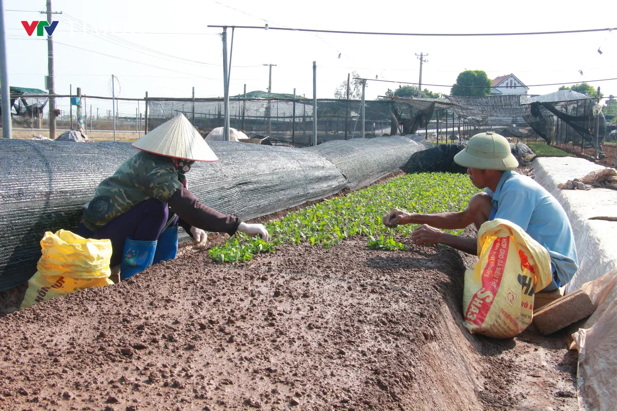 Ninh Bình: Nông dân trồng hoa gượng dậy sau bão lũ - Ảnh 4.