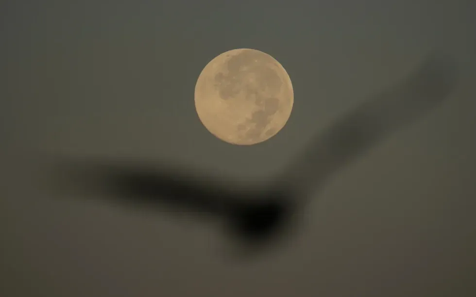 Một con chim bay qua siêu trăng mùa gặt ở San Francisco, ngày 7/10/2025 (Ảnh: AP)