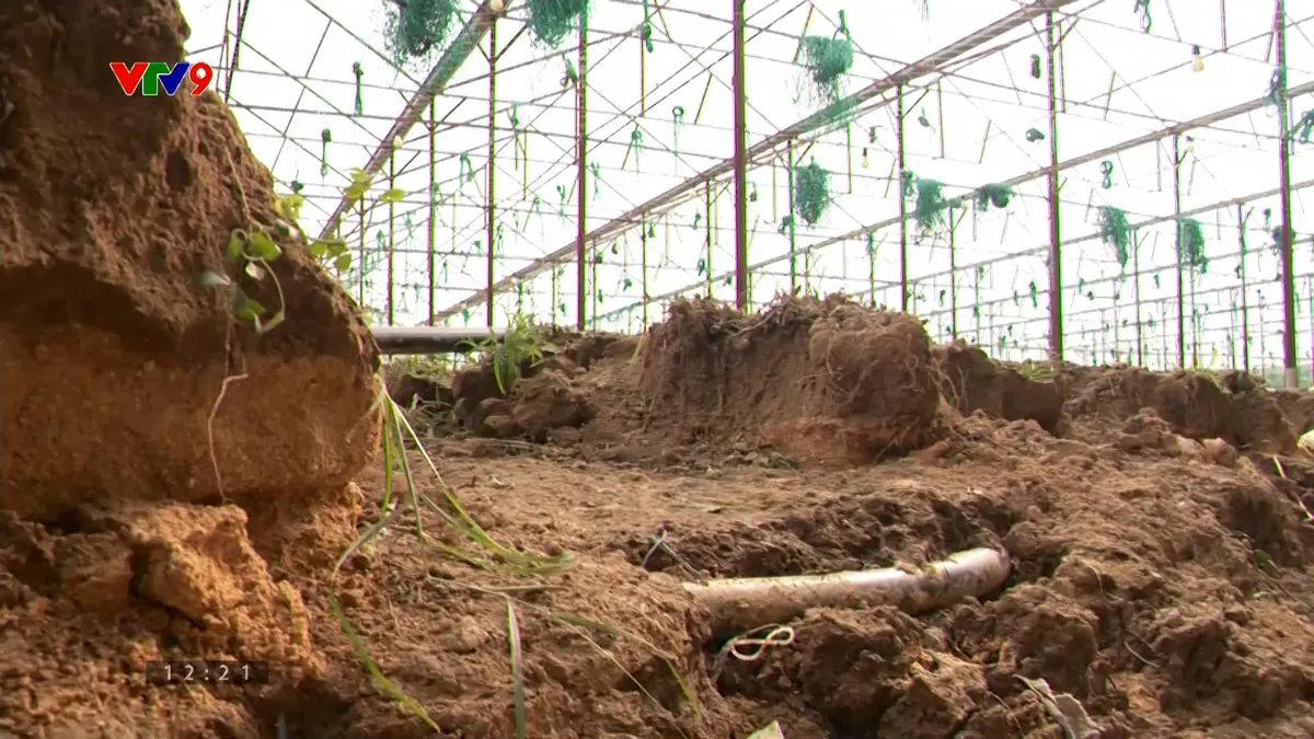 Tan hoang vùng chuyên canh rau, hoa do mưa lũ
