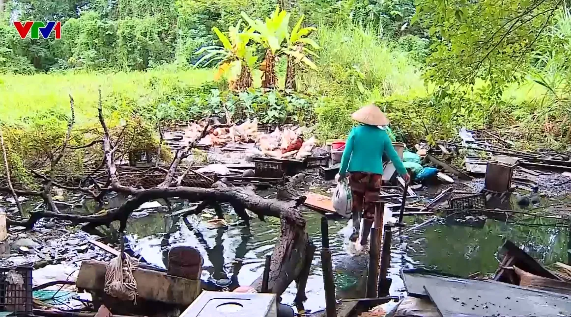 Nhiều ao, hồ, dự án khu sinh thái ở Hà Nội bị bỏ hoang, người dân tận dụng nuôi gà - Ảnh 1.