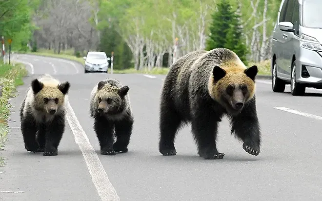 Nhật Bản điều binh lính hỗ trợ bắt gấu sau nhiều vụ tấn công chết người- Ảnh 1. Nhật Bản điều binh lính hỗ trợ bắt gấu sau nhiều vụ tấn công chết người- Ảnh 1.