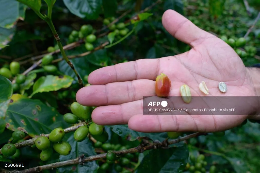 Dubai ra mắt ly cà phê đắt nhất thế giới, giá hàng ngàn USD một tách - Ảnh 2.