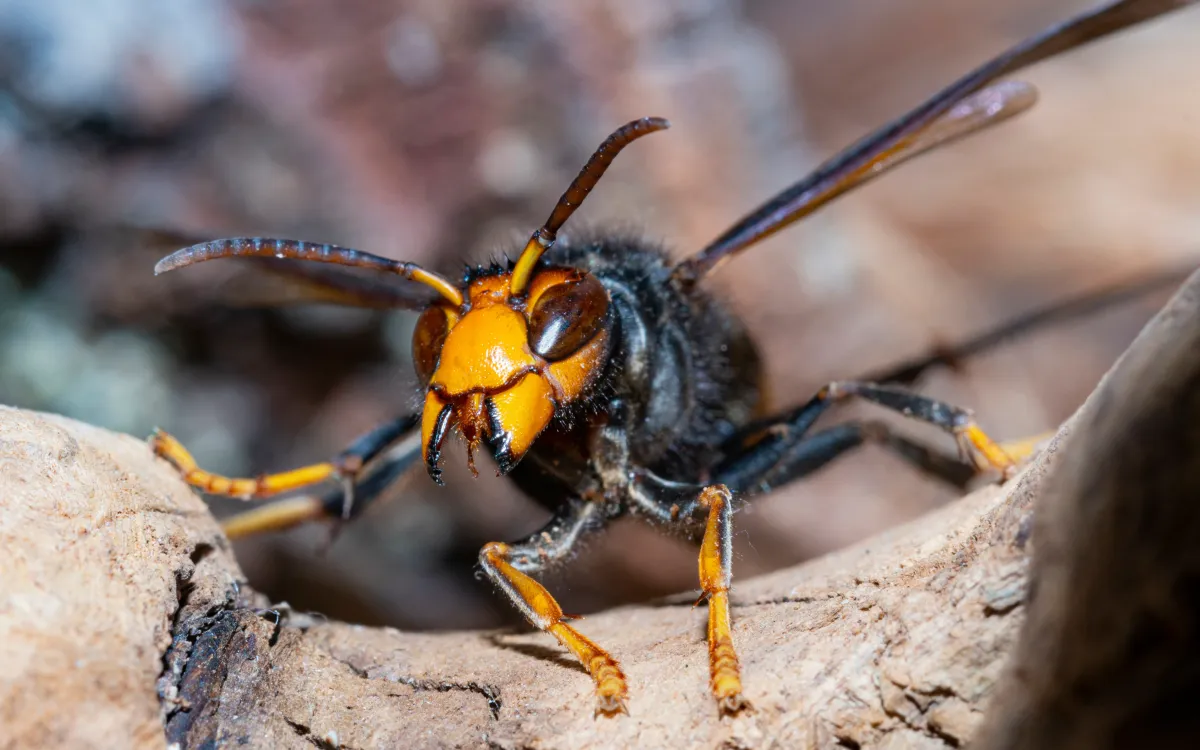 Ong vò vẽ khổng lồ là loài lớn và nguy hiểm nhất trong họ ong bắp cày (Ảnh: Getty Images)