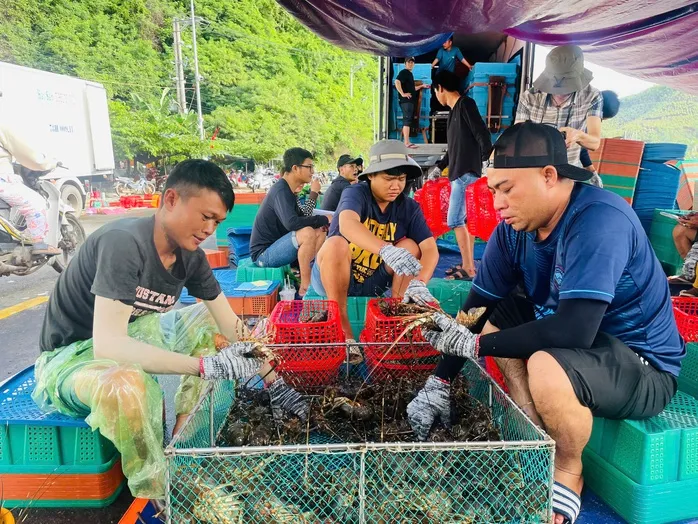 Người dân Đắk Lắk tất bật chằng chống nhà cửa, thu hoạch tôm hùm bán chạy bão số 13 - Ảnh 2.