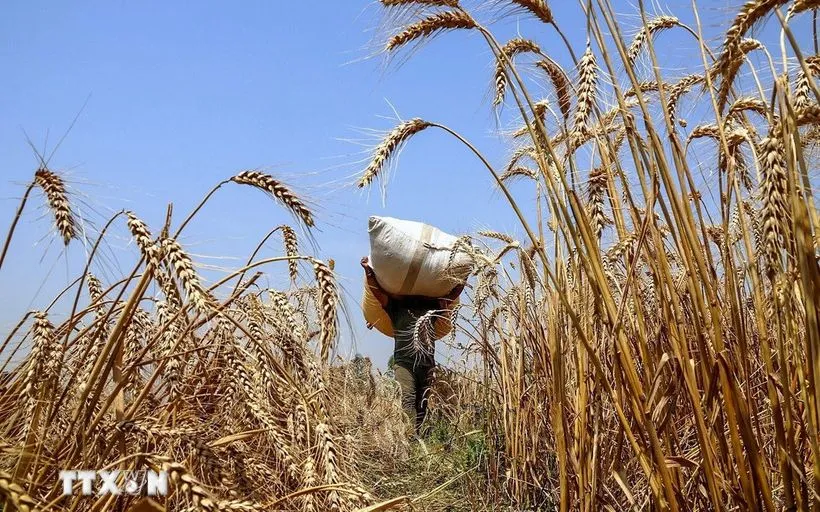 Ảnh minh họa. (Ảnh: ANI/TTXVN)