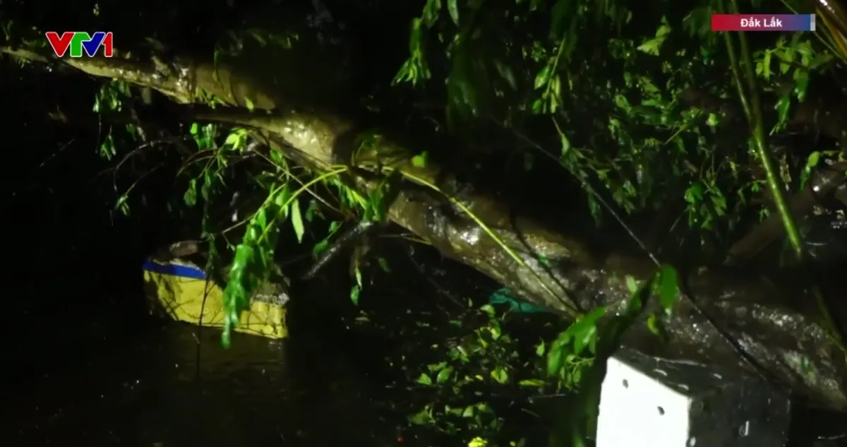 Gia Lai: Gió mạnh, hàng loạt cây xanh gãy đổ, nhiều nơi mất điện- Ảnh 3.