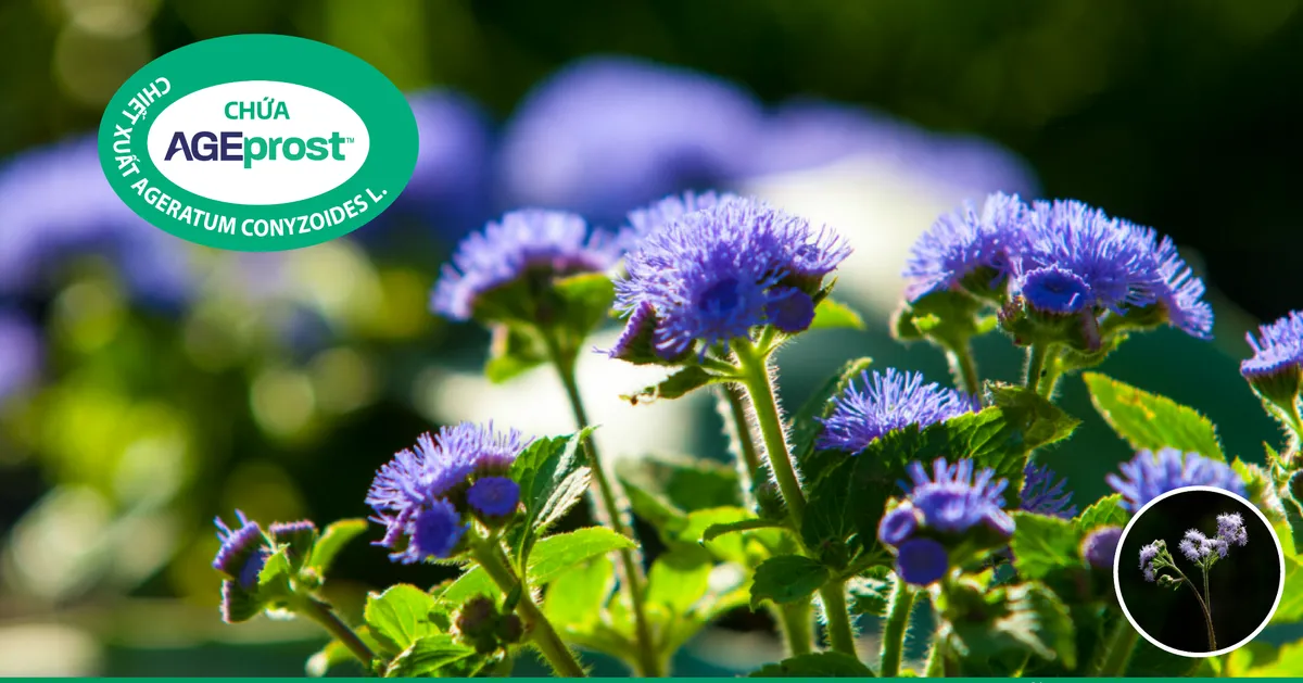 3 lý do người mắc phì đại tiền liệt tuyến nên dùng Tiền Thiên Đan- Ảnh 1. 3 lý do người mắc phì đại tiền liệt tuyến nên dùng Tiền Thiên Đan- Ảnh 1.