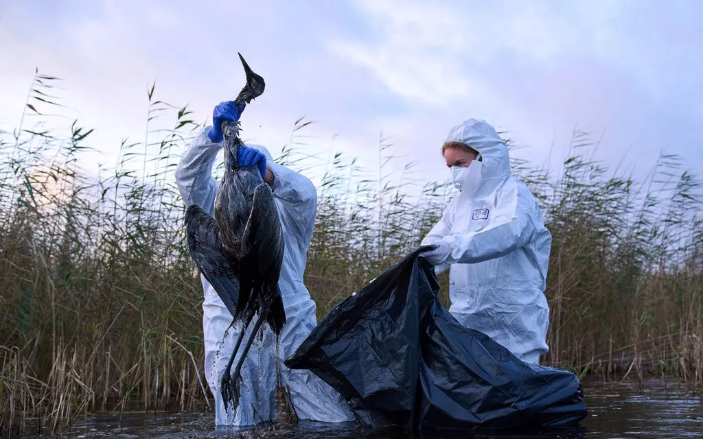 Châu Âu đã tiêu hủy hàng triệu con gia cầm nhằm ngăn chặn dịch cúm H5N1 bùng phát (Ảnh: AP)