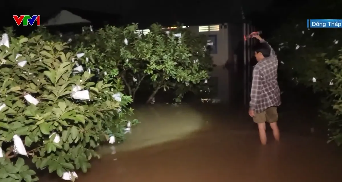 Đồng Tháp ngập nặng do triều cường lịch sử, hàng trăm ha vườn cây ăn trái bị nước nhấn chìm - Ảnh 3.