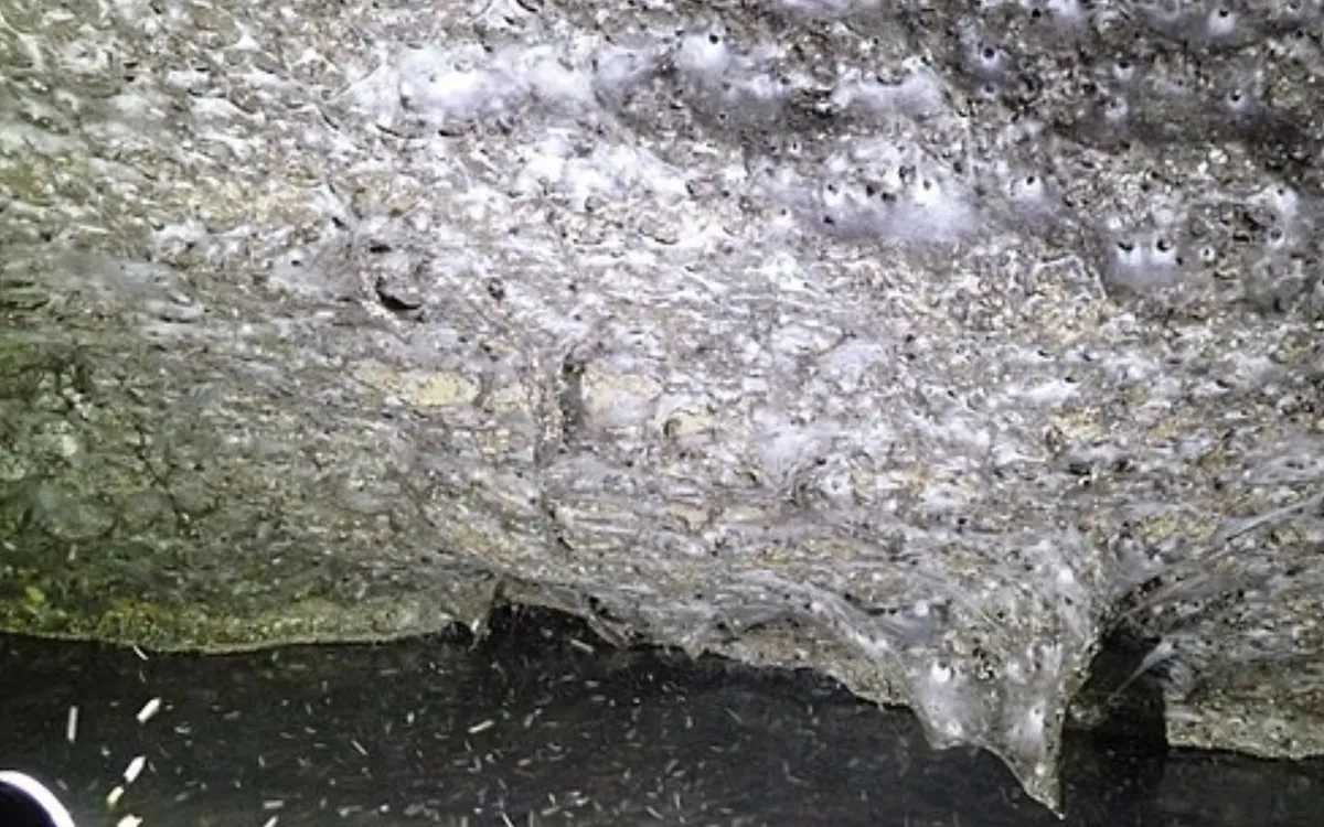 (Ảnh: Subterranean Biology)