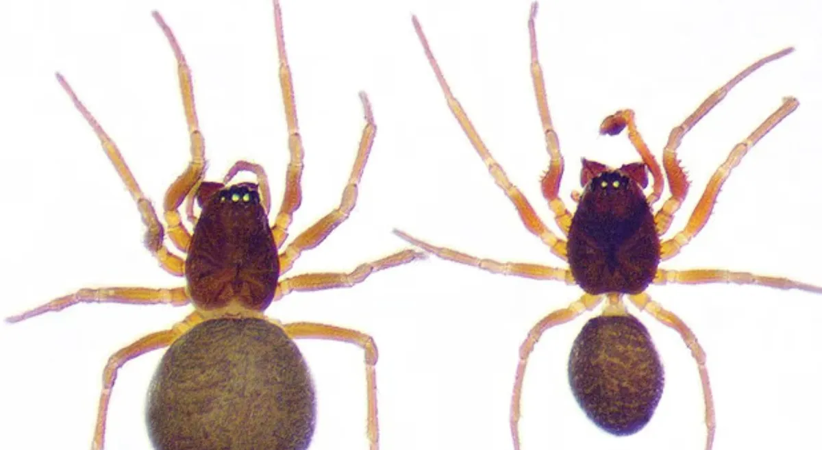 Phát hiện mạng nhện khổng lồ nhất thế giới, rộng 106 m² với hơn 100.000 con nhện- Ảnh 3. Phát hiện mạng nhện khổng lồ nhất thế giới, rộng 106 m² với hơn 100.000 con nhện- Ảnh 3.