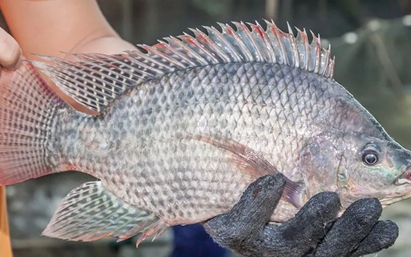 Cá rô phi. (Nguồn: VASEP)