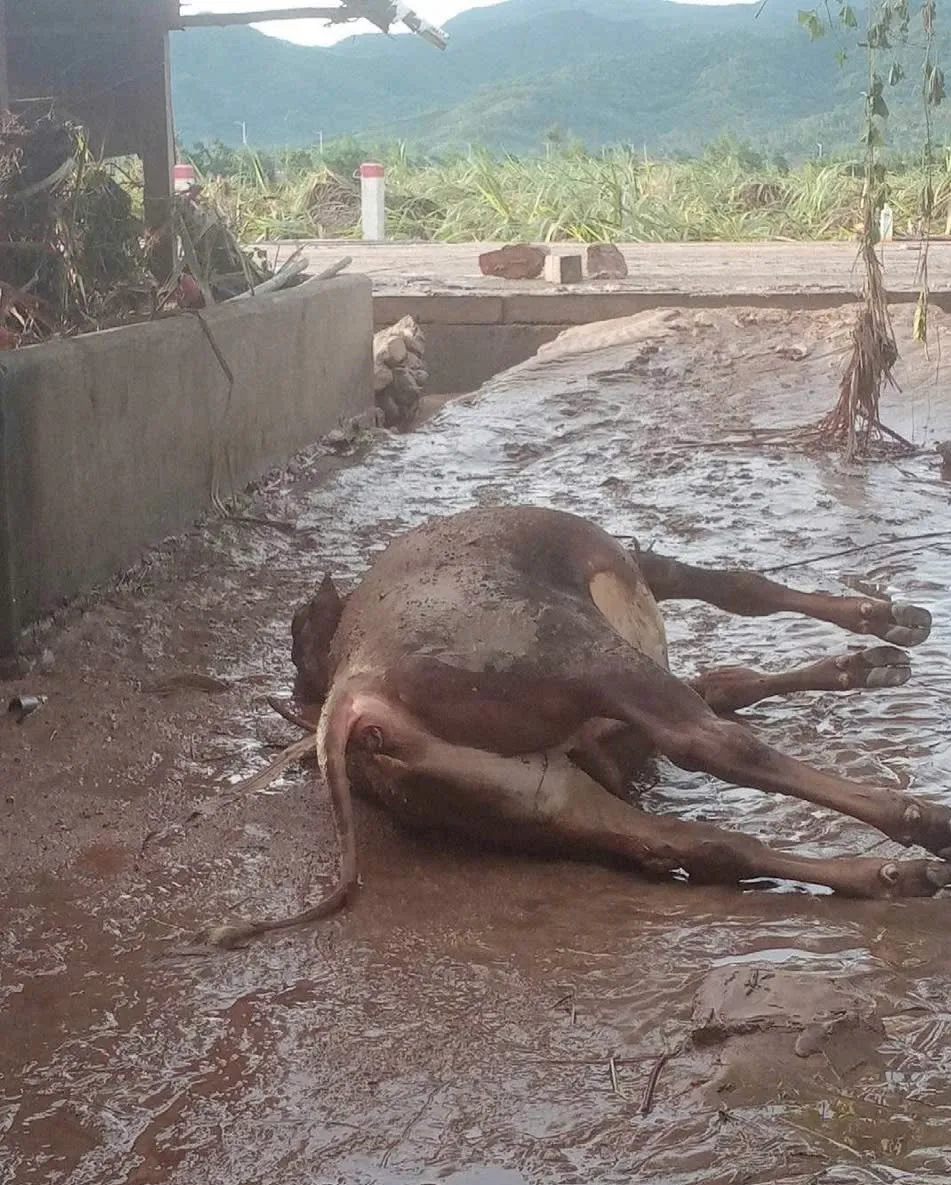 Xã Đồng Xuân, tỉnh Đắk Lắk có hơn 2.000 nhà bị ngập nước - Ảnh 3.