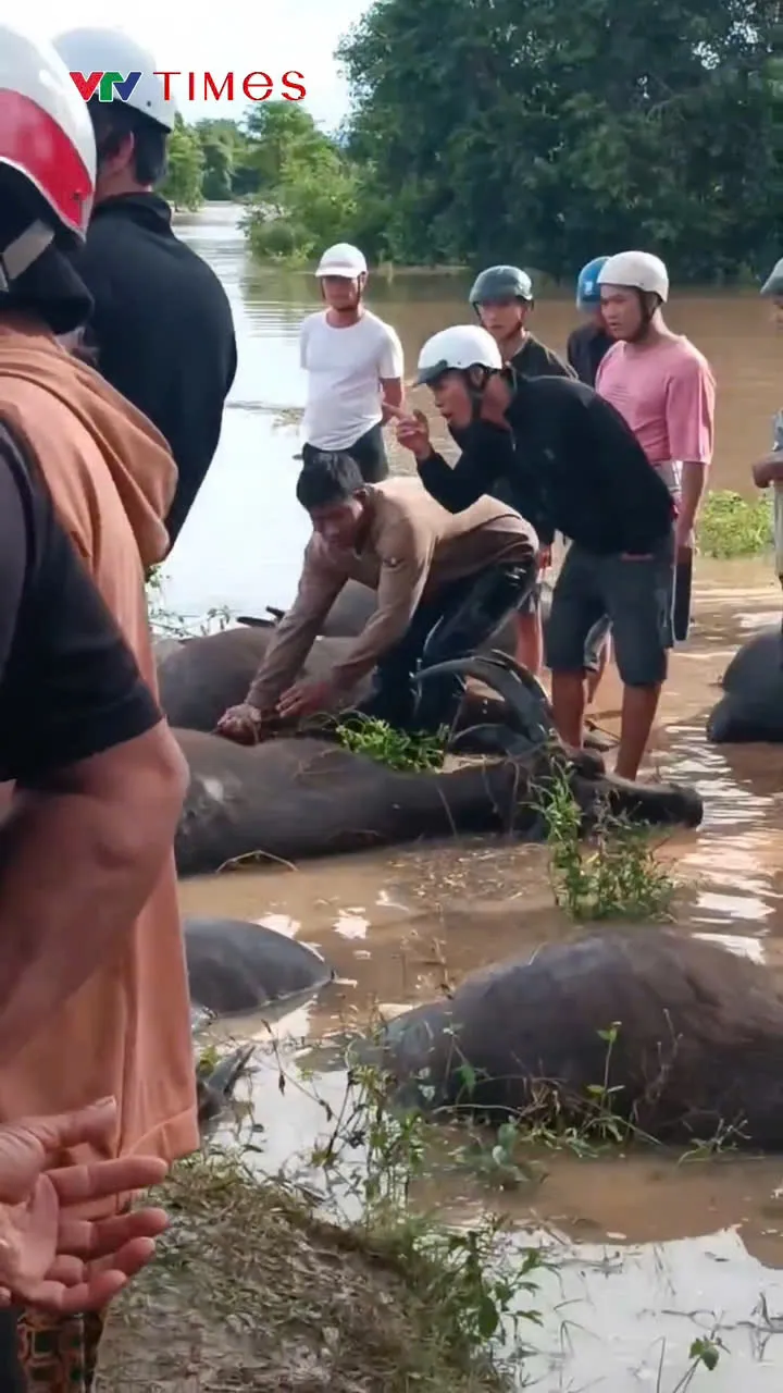 Nhiều đàn trâu cột ngoài đồng ở xã Ea Súp, Đắk Lắk bị chết do ngạt nước lũ - Ảnh 1.