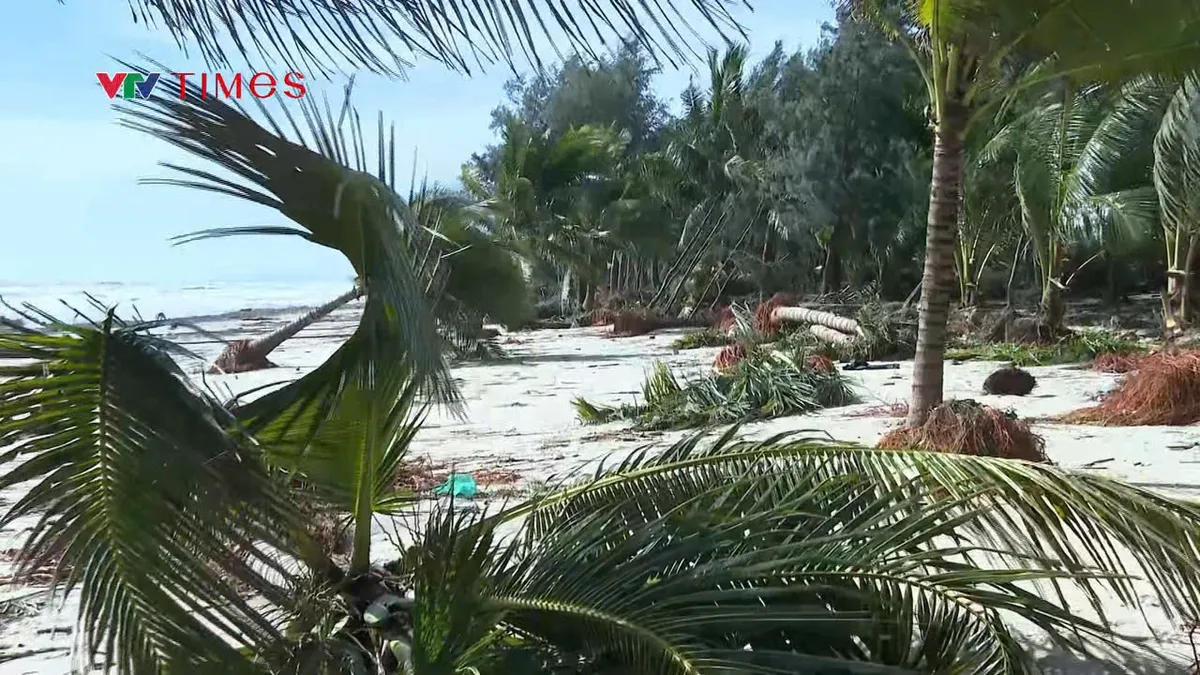 Quảng Ngãi: Kè biển sạt lở sau bão 13, Bộ đội Biên phòng giúp dân khắc phục hậu quả - Ảnh 1.