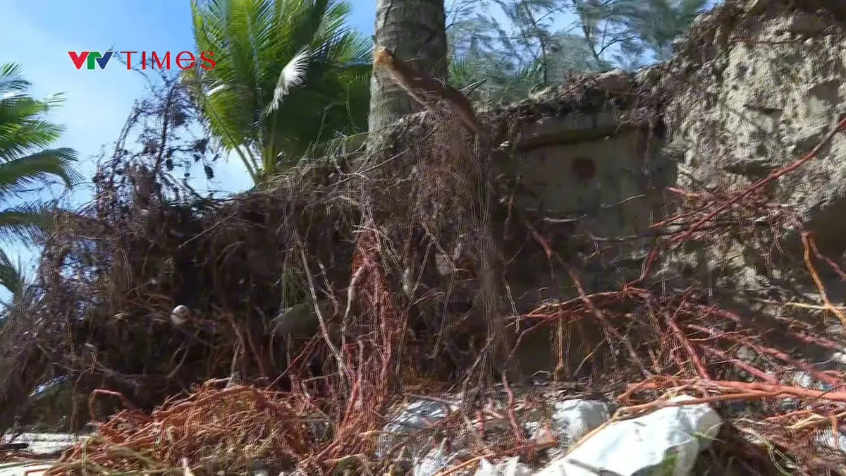 Quảng Ngãi: Kè biển sạt lở sau bão 13, Bộ đội Biên phòng giúp dân khắc phục hậu quả - Ảnh 2.