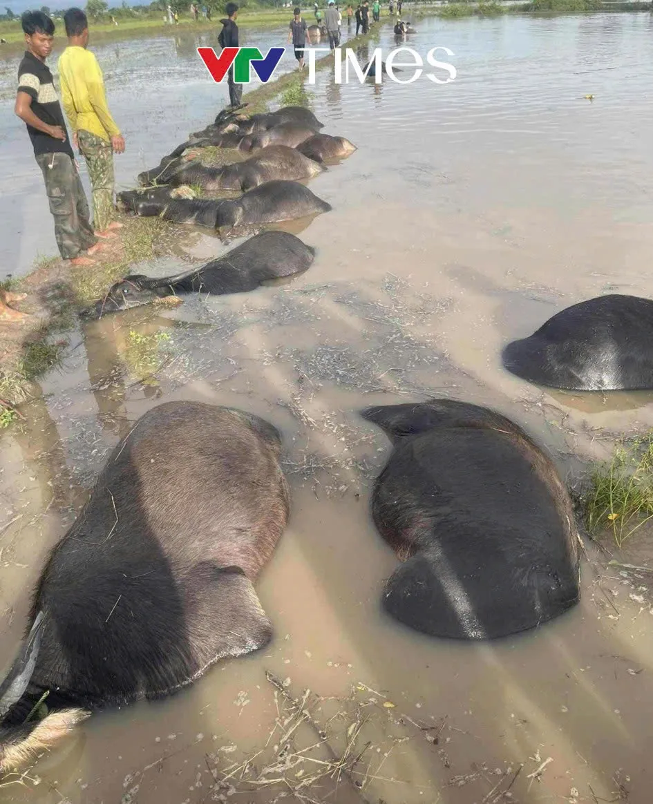 Nóng trên mạng tuần qua (3-9/11): Nhức nhối bạo lực học đường, triều cường và bão số 13 - Ảnh 1.