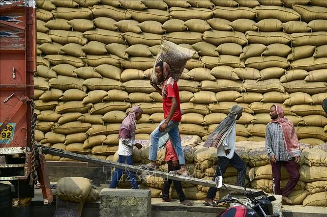 Cầu yếu, cung tăng gây sức ép lên giá gạo xuất khẩu của các nước châu Á - Ảnh 1.