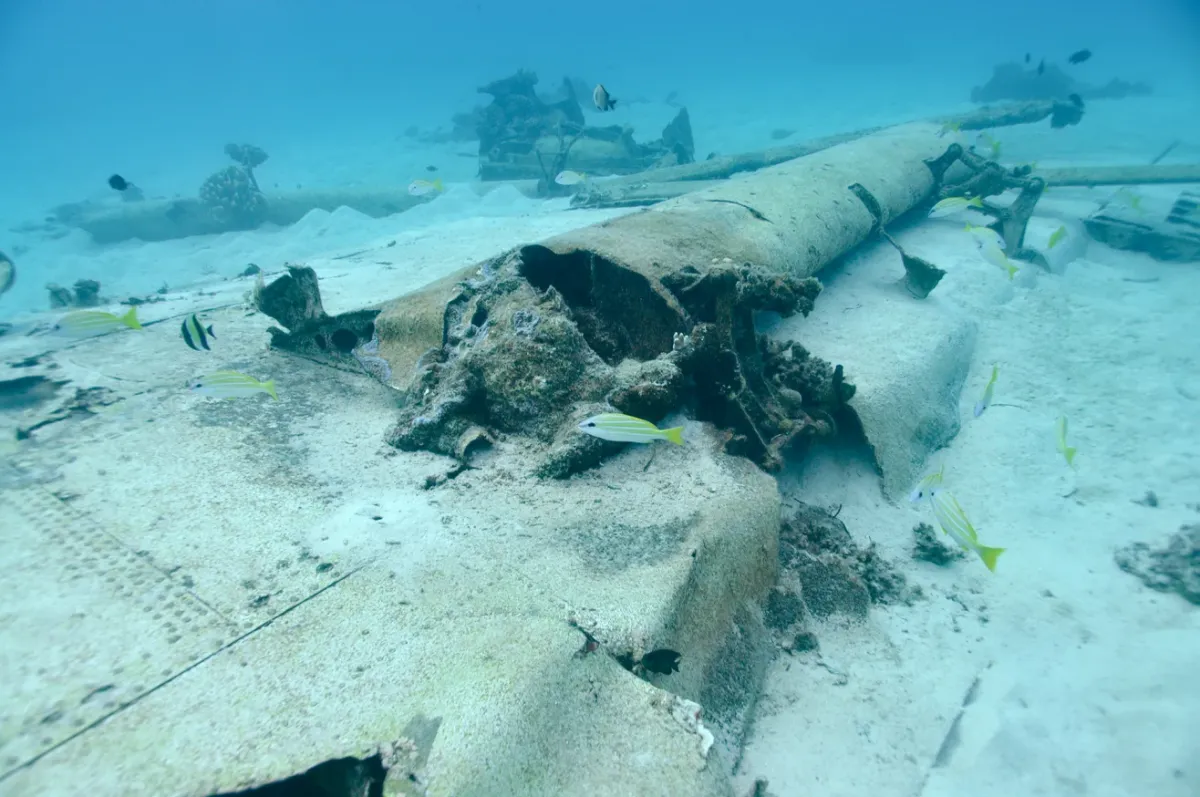 Mỹ lần đầu t&igrave;m kiếm hơn 40.000 binh sĩ mất t&iacute;ch dưới biển bằng c&ocirc;ng nghệ DNA &ldquo;v&ocirc; h&igrave;nh&rdquo;- Ảnh 3.