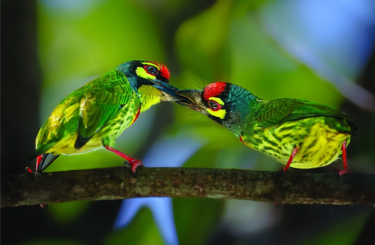 Đời sống thiên nhiên hoang dã qua ống kính nhiếp ảnh- Ảnh 8.