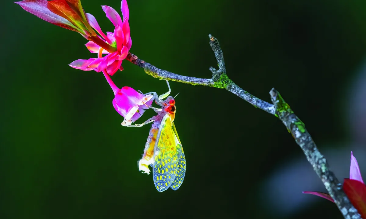 Đời sống thiên nhiên hoang dã qua ống kính nhiếp ảnh- Ảnh 9.