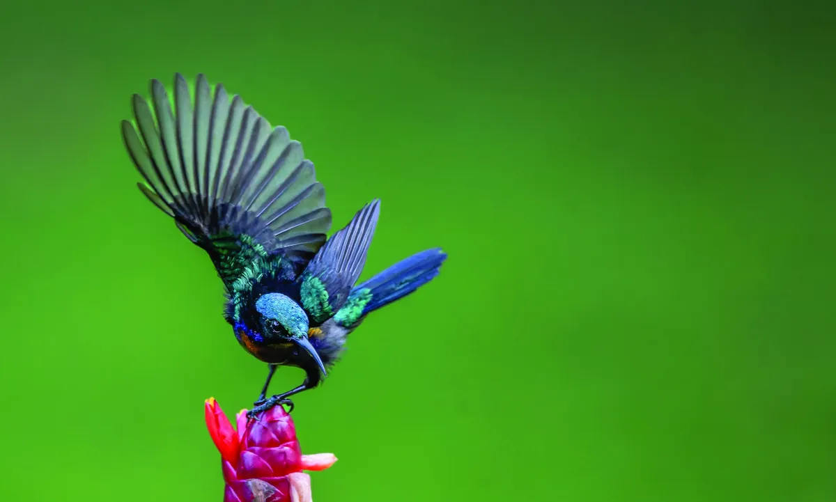 Đời sống thiên nhiên hoang dã qua ống kính nhiếp ảnh- Ảnh 10.