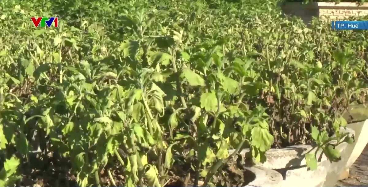 TP Huế thiệt hại nặng về nông nghiệp sau lũ - Ảnh 2.