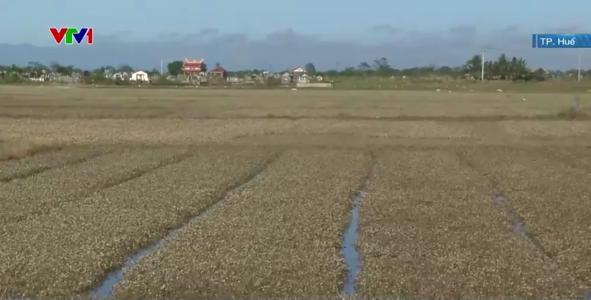 TP Huế thiệt hại nặng về nông nghiệp sau lũ - Ảnh 1.