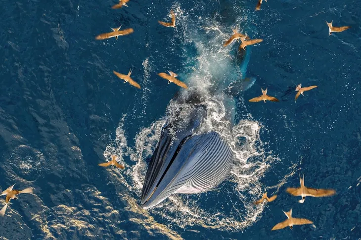 Đời sống thiên nhiên hoang dã qua ống kính nhiếp ảnh- Ảnh 7.