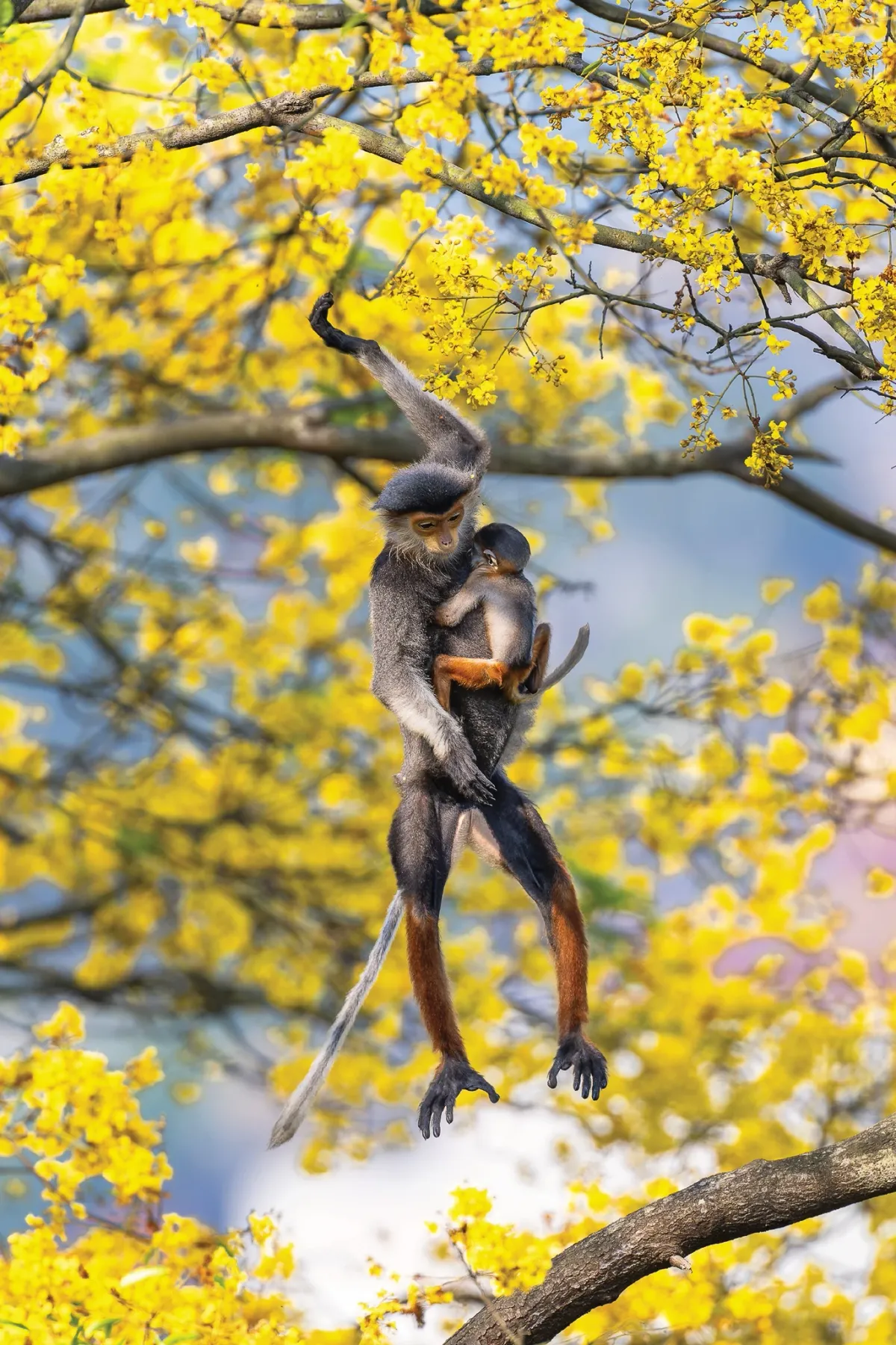 Đời sống thiên nhiên hoang dã qua ống kính nhiếp ảnh- Ảnh 4.