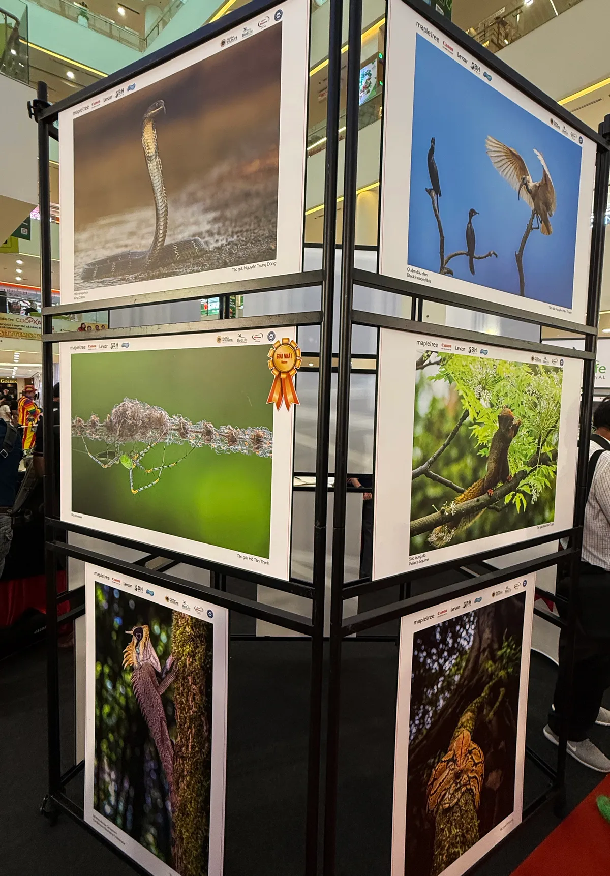 Đời sống thiên nhiên hoang dã qua ống kính nhiếp ảnh- Ảnh 2.