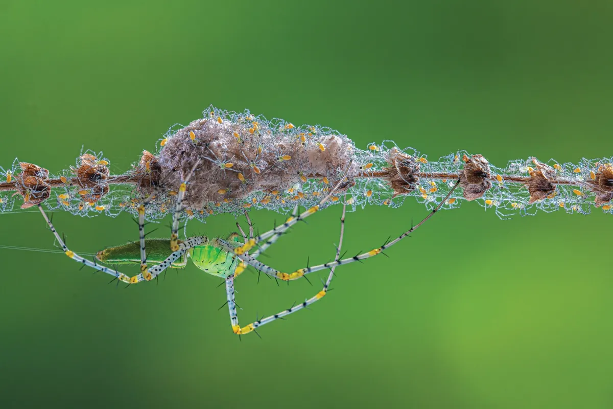 Đời sống thiên nhiên hoang dã qua ống kính nhiếp ảnh- Ảnh 3.