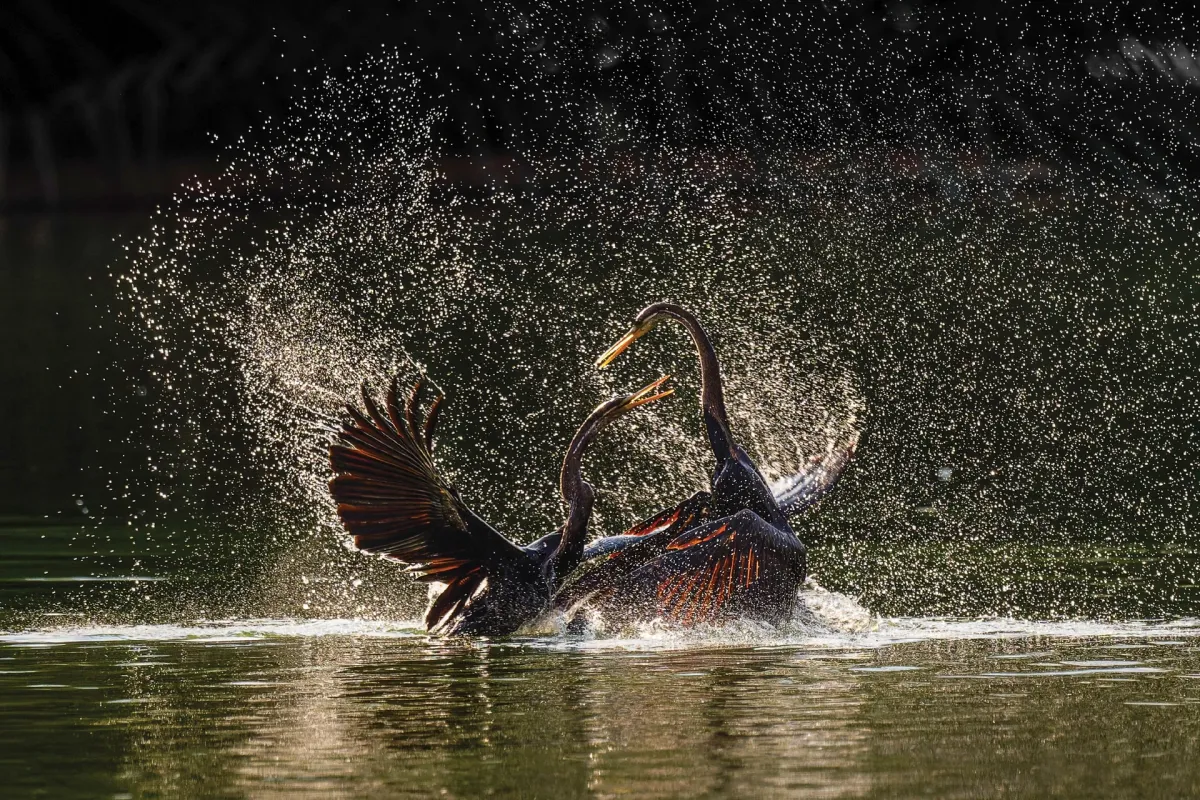 Đời sống thiên nhiên hoang dã qua ống kính nhiếp ảnh- Ảnh 5.