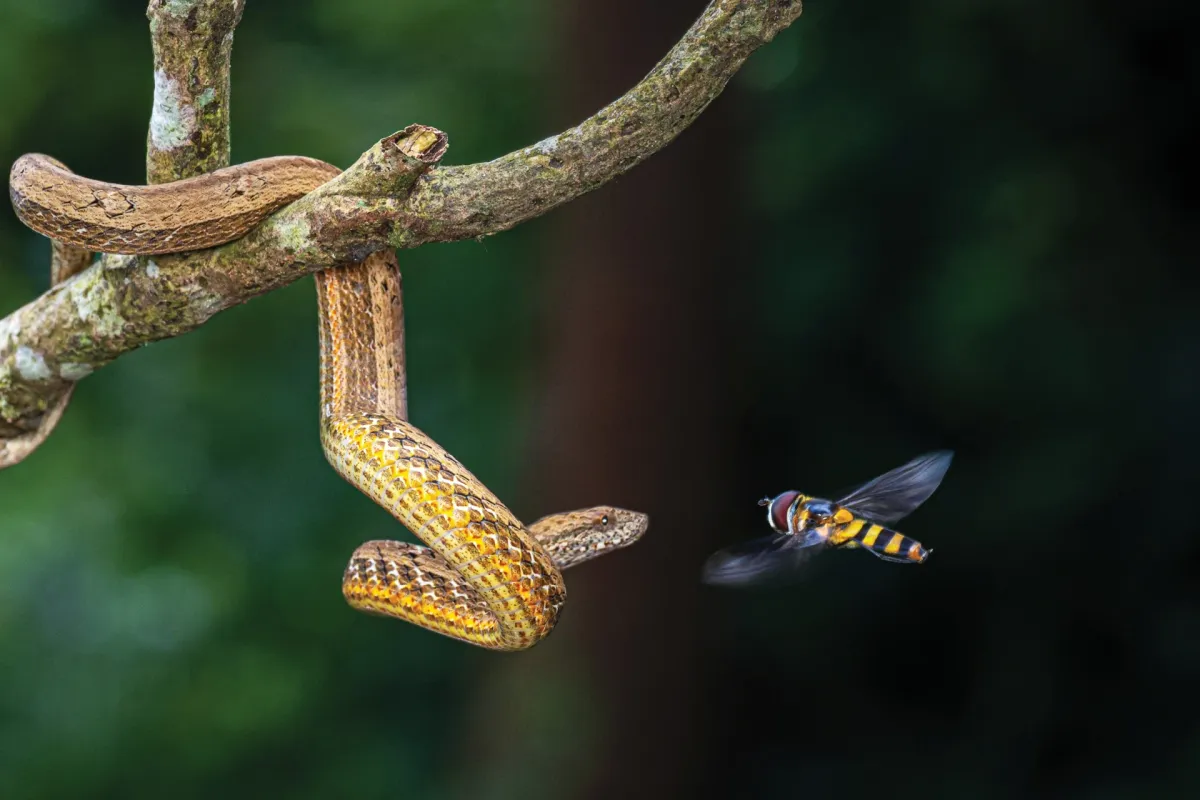 Đời sống thiên nhiên hoang dã qua ống kính nhiếp ảnh- Ảnh 6.