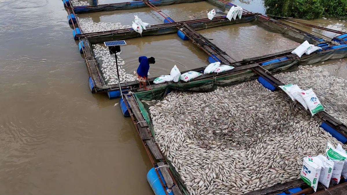 Đắk Lắk: Người dân nuôi cá điêu đứng vì cá chết hàng loạt sau bão lũ - Ảnh 2.