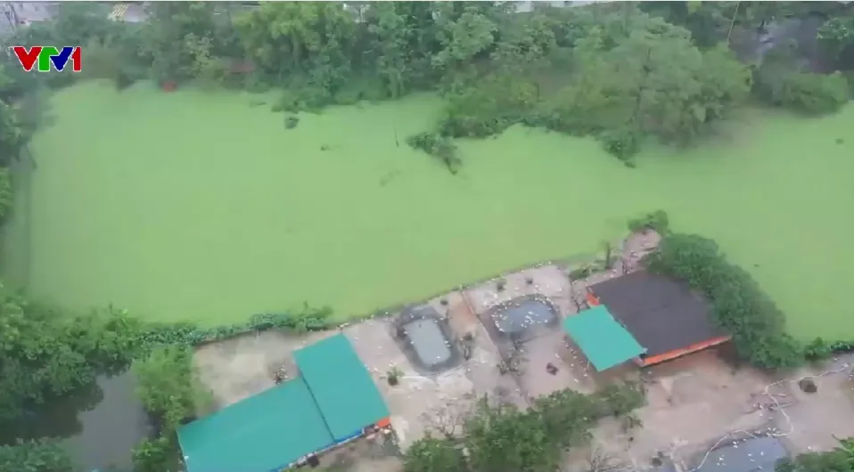 TRANG TRẠI NU&Ocirc;I VỊT G&Acirc;Y &Ocirc; NHIỄM AO Đ&Igrave;NH L&Agrave;NG - Ảnh 2.