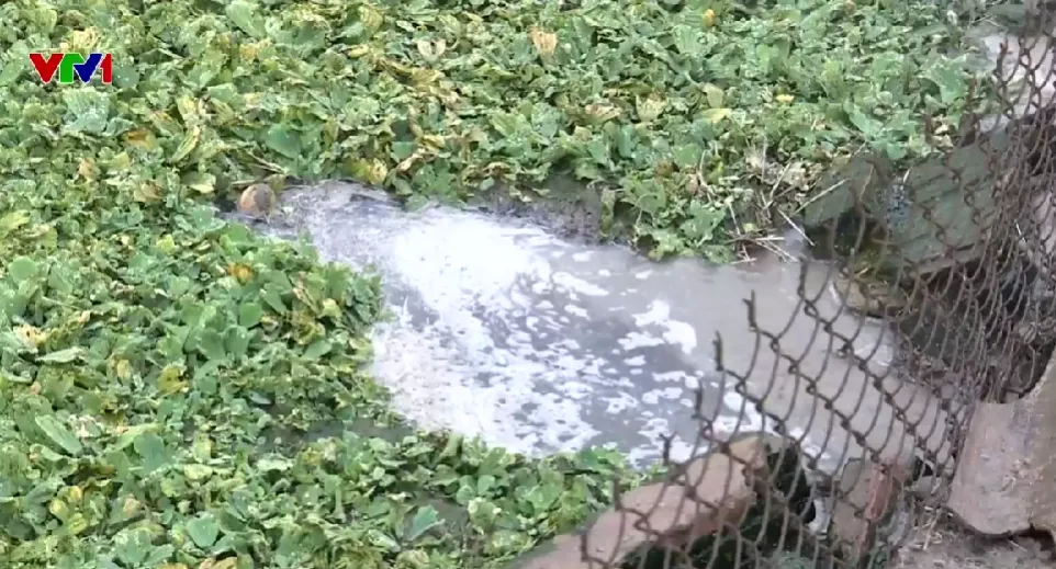 TRANG TRẠI NU&Ocirc;I VỊT G&Acirc;Y &Ocirc; NHIỄM AO Đ&Igrave;NH L&Agrave;NG - Ảnh 1.