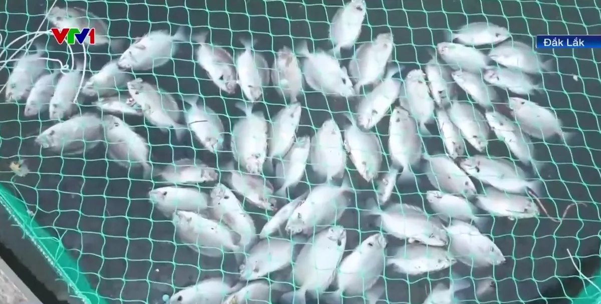 Đắk Lắk: Cá chết hàng loạt trên đầm Cù Mông sau bão - Ảnh 1.