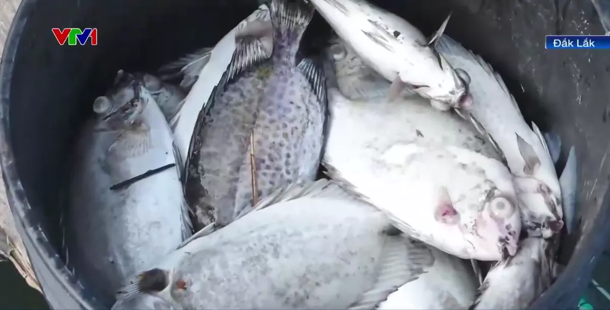 Đắk Lắk: Cá chết hàng loạt trên đầm Cù Mông sau bão - Ảnh 2.