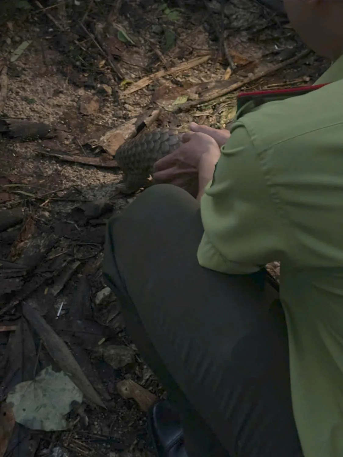 Đắk Lắk: Người dân bàn giao tê tê vảy vàng quý hiếm cho kiểm lâm - Ảnh 2.