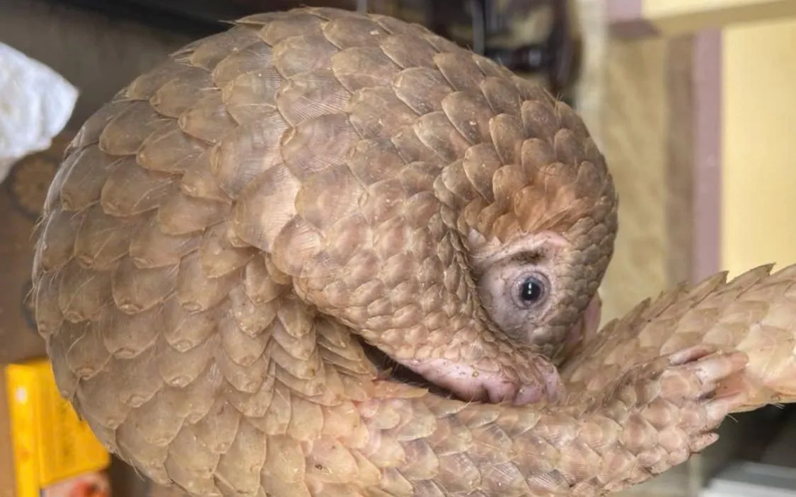 Cá thể tê tê vảy vàng được anh Hoan bắt được ở rẫy cà phê.