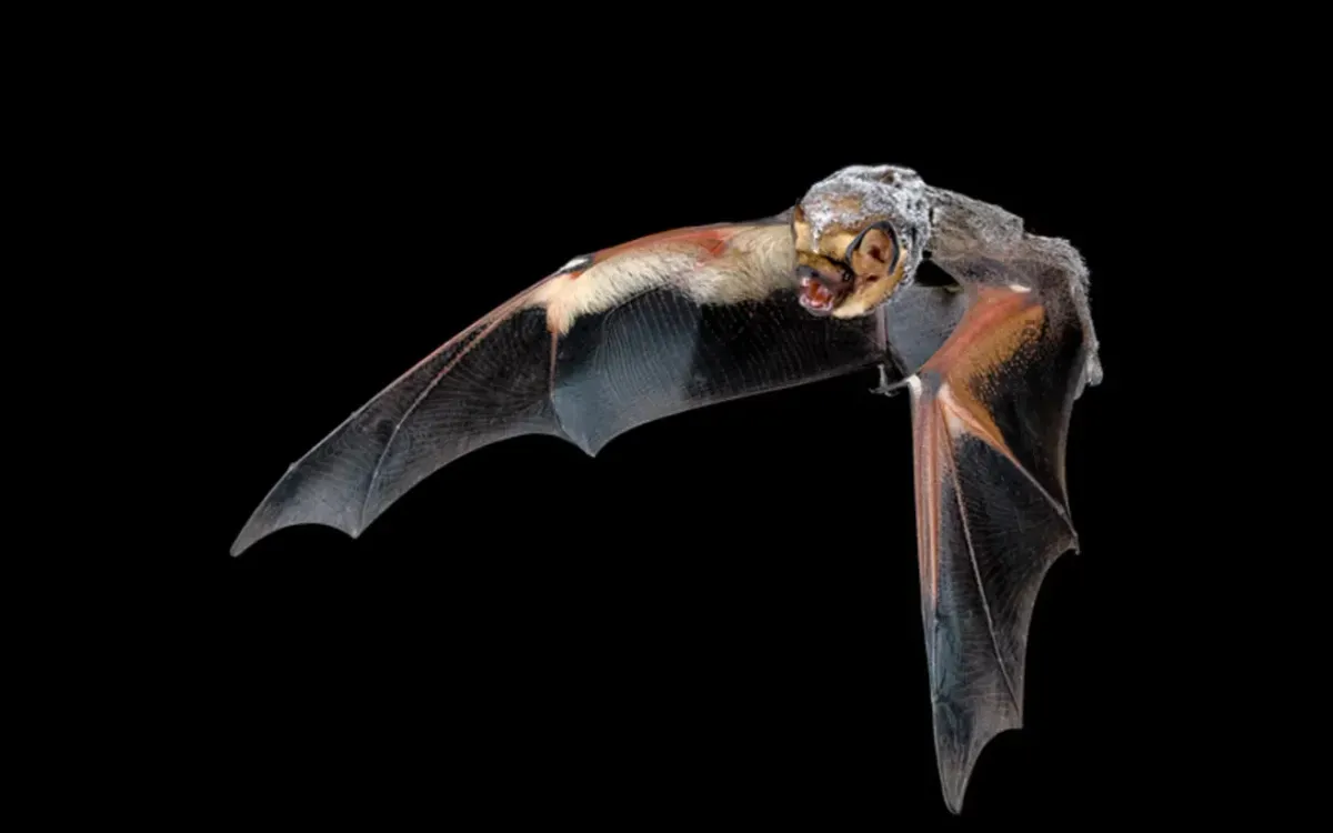 Dơi rất dễ bị tuabin gió gây hại nhưng công nghệ mới có thể giúp bảo vệ chúng mà vẫn duy trì hoạt động tuabin (Ảnh: Bat Conservation International)