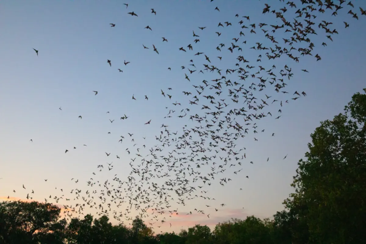 Hàng triệu con dơi chết vì tuabin gió, cảm biến thông minh có thể cứu chúng - Ảnh 1.
