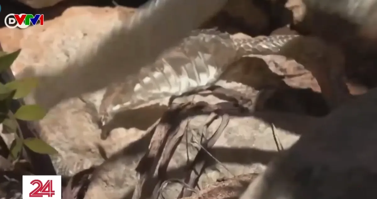 Rắn đuôi chuông xâm chiếm đảo Mallaorca (Tây Ban Nha) - Ảnh 1.