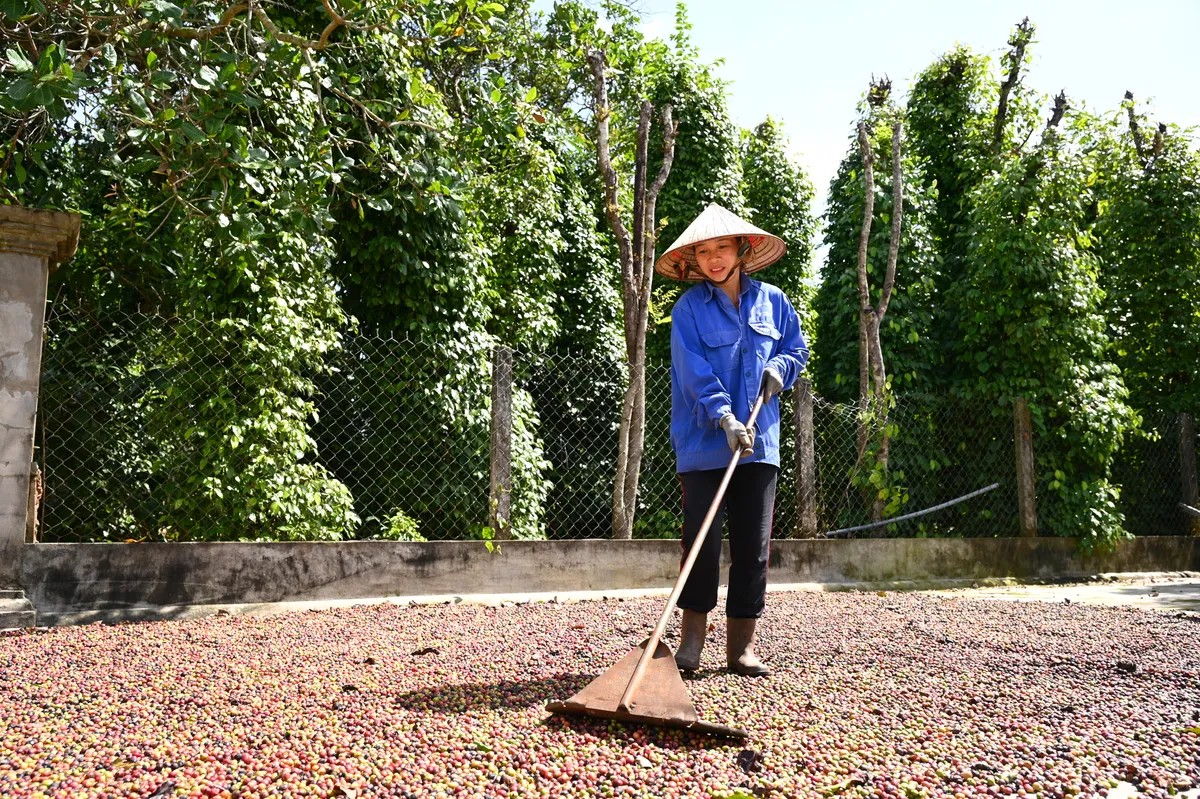 Công nghệ xanh bảo vệ sức khỏe người trồng ca cao- Ảnh 1.