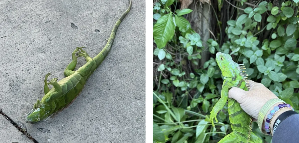 Miền Nam nước Mỹ chìm trong giá lạnh kỷ lục trong nửa thế kỷ- Ảnh 2. Miền Nam nước Mỹ chìm trong giá lạnh kỷ lục trong nửa thế kỷ- Ảnh 2.